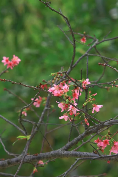 Bela flor de cereja rosa, árvore de primavera florescendo , — Fotografia de Stock