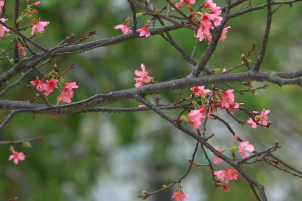 Belle fleur de cerisier rose, arbre de printemps en fleurs , — Photo