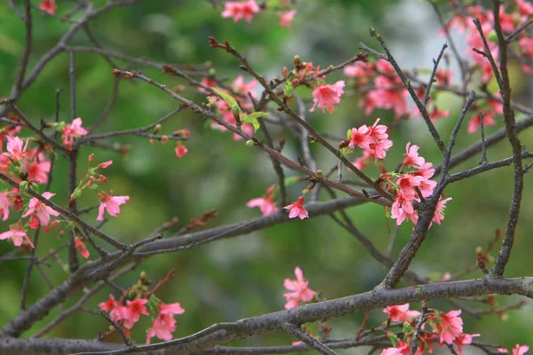 Belle fleur de cerisier rose, arbre de printemps en fleurs , — Photo