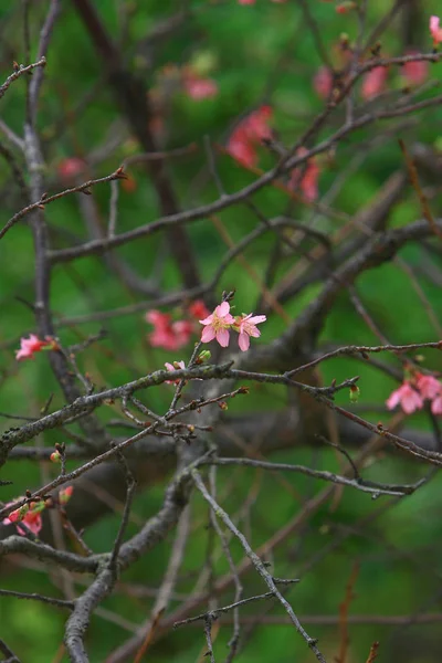 Belle fleur de cerisier rose, arbre de printemps en fleurs , — Photo