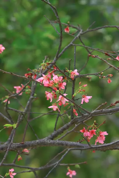 Beautiful Pink Cherry Cherry Blossom, Blooming Spring Tree, — Stock Photo, Image