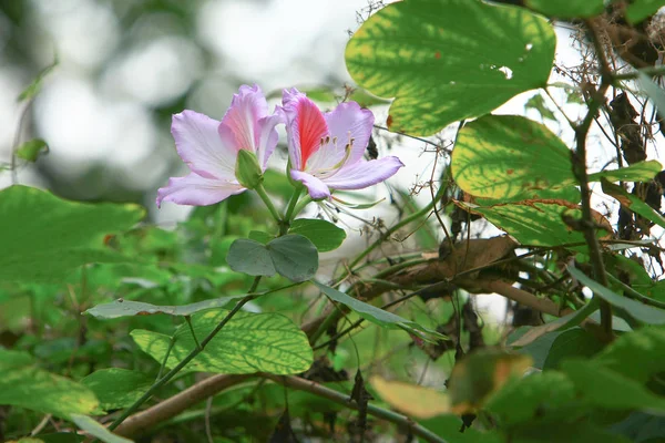 Ένα λουλούδι Bauhinia που ανθίζει, συνήθως ορχιδέα Χονγκ Κονγκ — Φωτογραφία Αρχείου