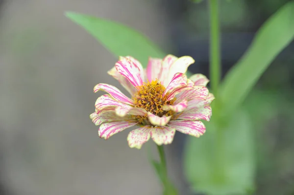 Creeping Zinnia Pink flower in the garden. By top view — Stock Photo, Image