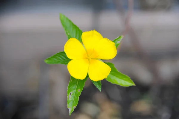 Flor de aliso amarillo con fondo de naturaleza — Foto de Stock