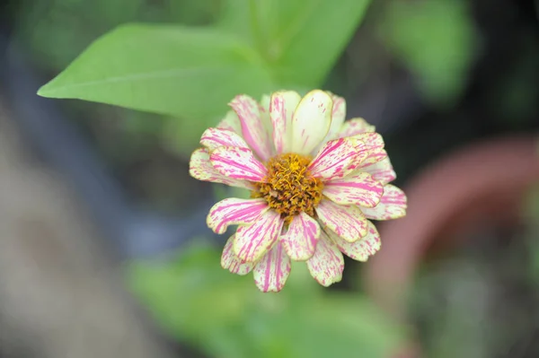 Bahçede Sürünen Zinnia Pembe çiçek. Üst görünüme göre — Stok fotoğraf