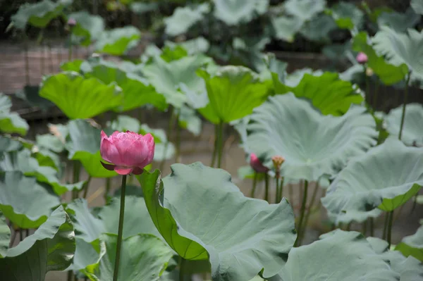 20190725 Garden Summer lotus — Stock Photo, Image