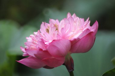 Güzellik pembe lotus veya nilüfer gölet yakın çekim de.