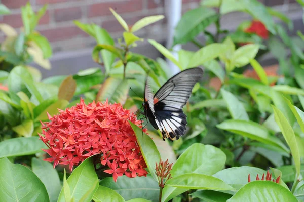 Um tiro de uma borboleta no chão natureza de volta — Fotografia de Stock