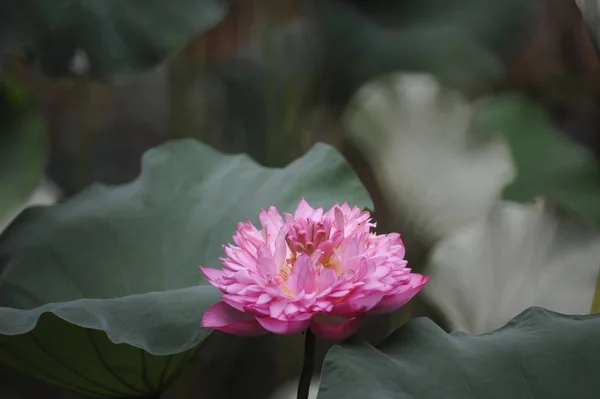 Piękno Różowy Lotos lub lilia wodna jest w zbliżenie w staw. — Zdjęcie stockowe