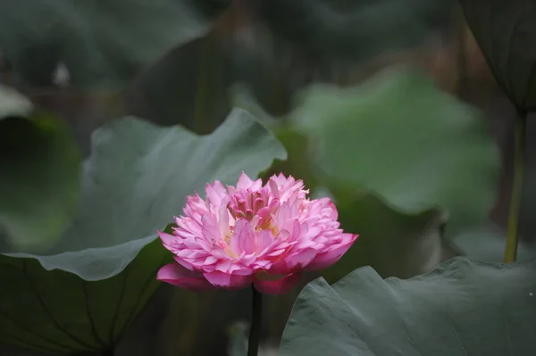 Beauty pink lotus or water lily is in closeup in pond. — Stock Photo, Image