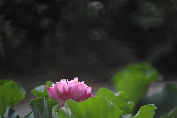 Краса рожевий лотос або водяна лілія знаходиться в крупним планом в ставку . — стокове фото