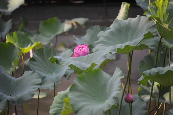 Beauty pink lotus or water lily is in closeup in pond. — Stock Photo, Image