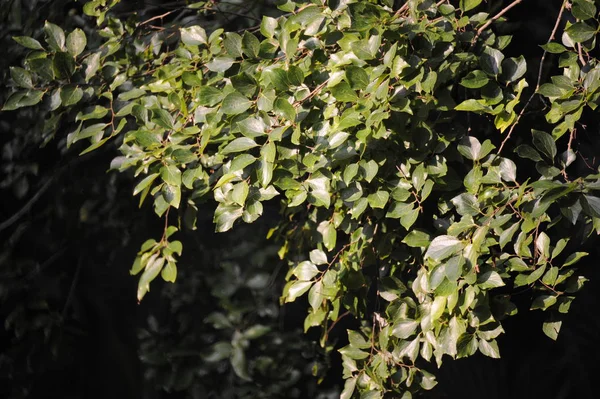 A leaf of nature of back ground — Stock Photo, Image