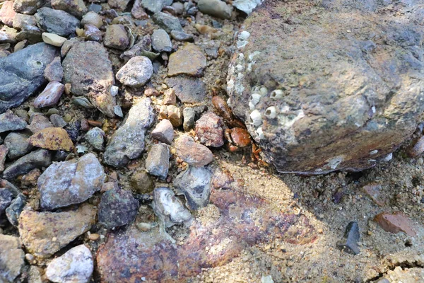 Malý kamenný krab na pláži Nai Chung oblázků — Stock fotografie