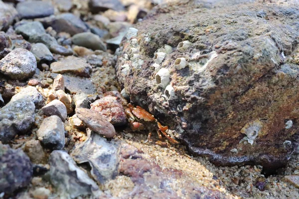 Kleine stenen krab op het strand van Nai Chung Pebbles — Stockfoto