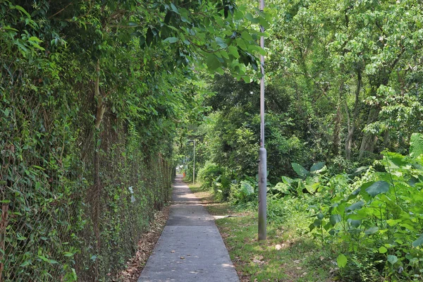 Yaz aylarında güzel bir yeşil orman. Kırsal Yol, Yol,