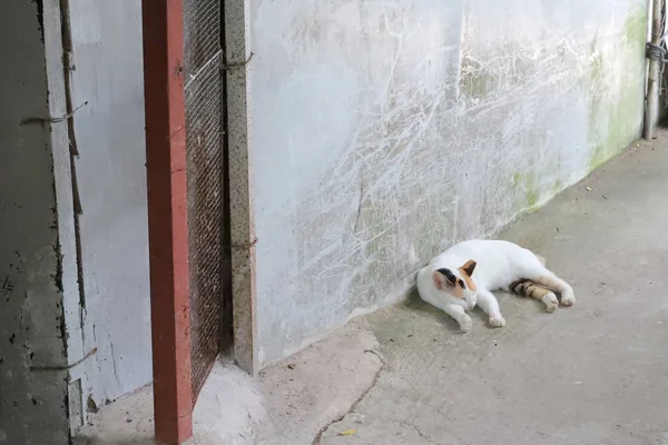 Eine Katze streunt und schmutzig auf der Straße. — Stockfoto