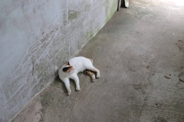 Um gato vadio e sujo na rua . — Fotografia de Stock