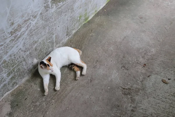 Eine Katze streunt und schmutzig auf der Straße. — Stockfoto
