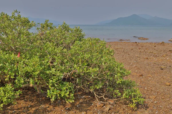 Hong Kong'daki Nai Chung Çakıl Plajı 