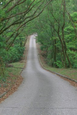 Yaz yeşil ormanda yol. orman yolu