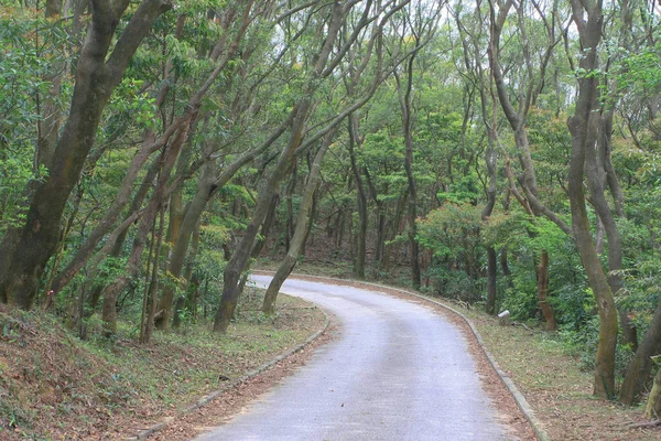 Caminho na floresta verde de verão. caminho florestal — Fotografia de Stock