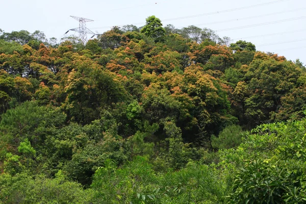 La Montagne les arbres le fond environnemental hk — Photo