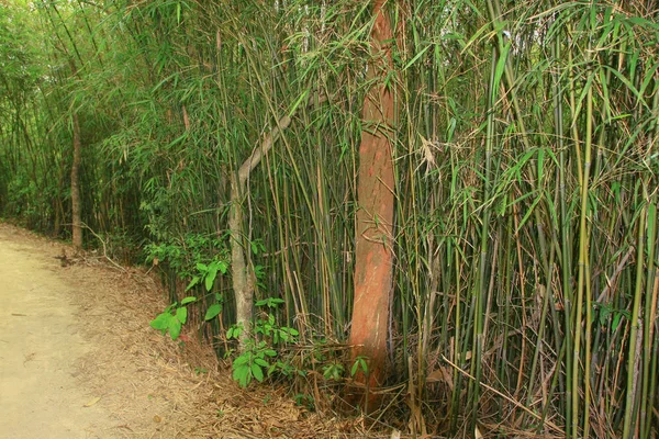 10 Nisan 2009 Tai Lam Ülke Parkı — Stok fotoğraf