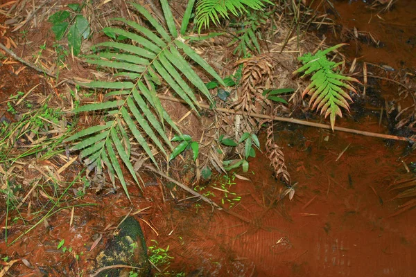 Naturen beskådar på Hong Kong 2009 — Stockfoto