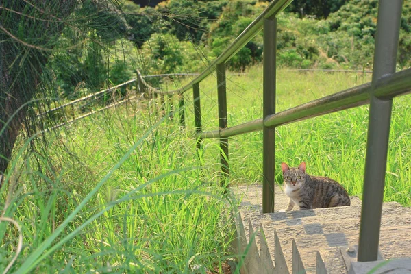 화창한 날에 거리에서 쉬고있는 고양이, — 스톡 사진