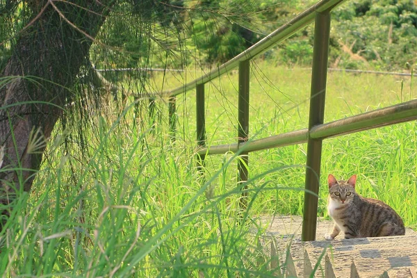 Chat se reposant dans la rue par une journée ensoleillée , — Photo