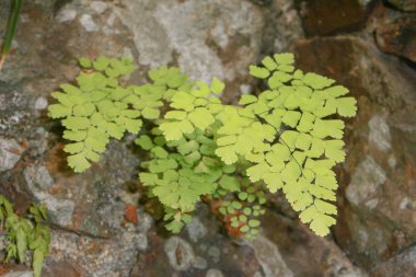 doğa görünümü at hk 22 Şubat 2009