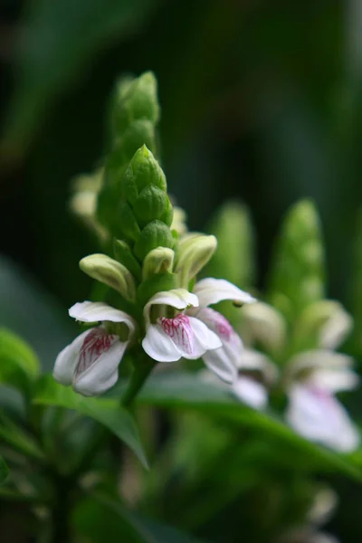 A nature of the flower and plants — Stock Photo, Image