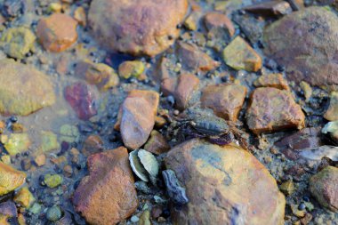 Nai Chung Çakıl Plajı'ndaki Taş Yengeç