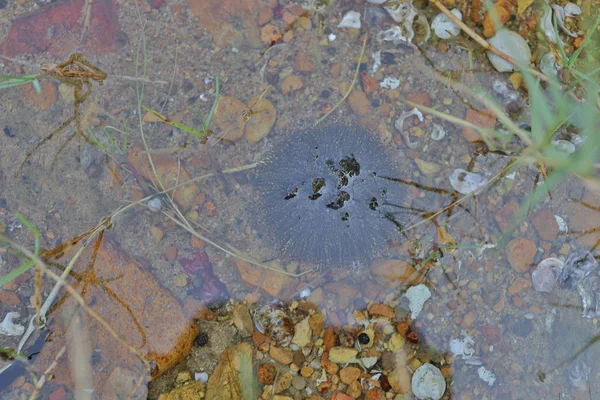 Mořský Ježka na skále blízko vody — Stock fotografie