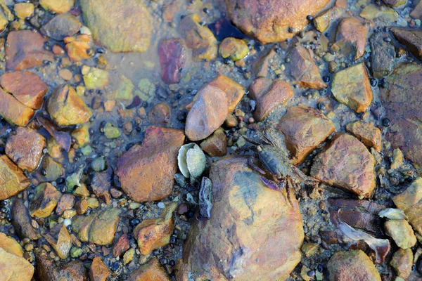 El cangrejo de piedra en la playa de guijarros de Nai Chung — Foto de Stock