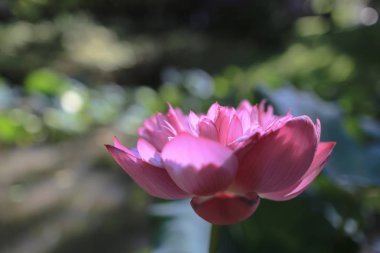 bir Pembe Lotus hk yaz saati havuzunda