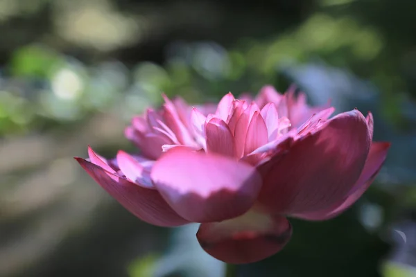 粉红色的莲花在夏天的时间池在hk — 图库照片