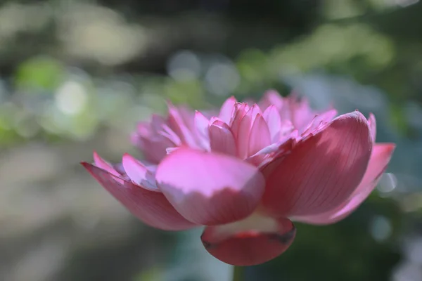 Een roze Lotus bij het zwembad van de zomertijd bij HK — Stockfoto