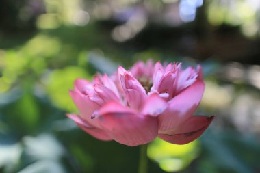 bir Pembe Lotus hk yaz saati havuzunda