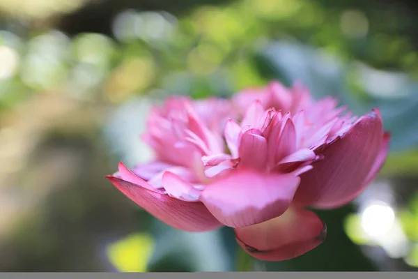 Um lótus rosa na piscina de hora de verão em hk — Fotografia de Stock