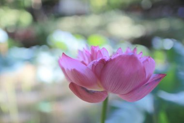 bir Pembe Lotus hk yaz saati havuzunda