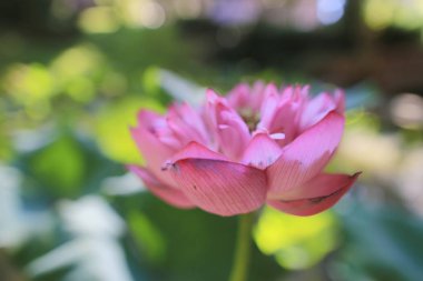 bir Pembe Lotus hk yaz saati havuzunda