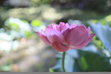 bir Pembe Lotus hk yaz saati havuzunda