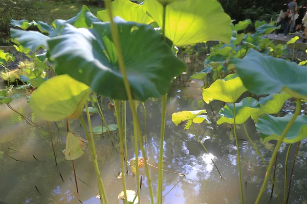 Liście lotosu z kroplami wody. — Zdjęcie stockowe