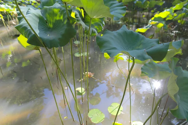 A Hojas de loto con gotas de agua . — Foto de Stock