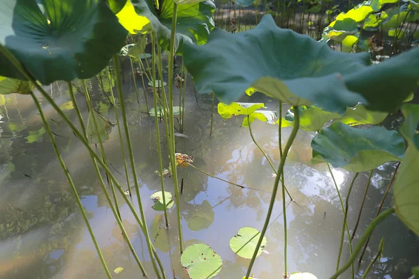 A Hojas de loto con gotas de agua . — Foto de Stock