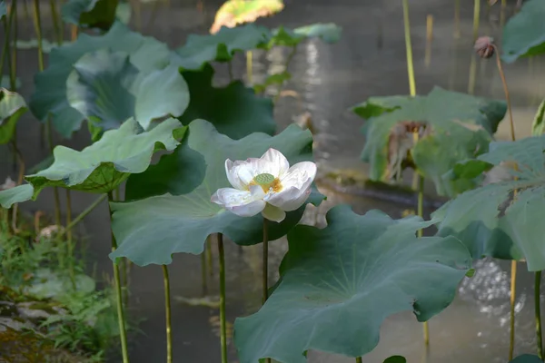 Un Loto en verano. Lotu spond jardín de loto — Foto de Stock