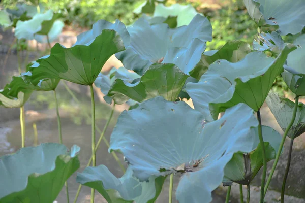 Un Lotus à l'été. Lotu jardin de lotus spond — Photo