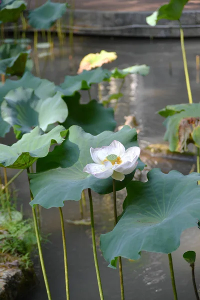 Un Loto en verano. Lotu spond jardín de loto — Foto de Stock